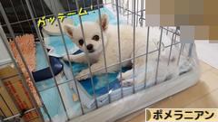 にほんブログ村 犬ブログ ポメラニアンへ