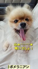 にほんブログ村 犬ブログ ポメラニアンへ