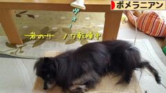 にほんブログ村 犬ブログ ポメラニアンへ