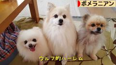 にほんブログ村 犬ブログ ポメラニアンへ