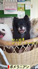 にほんブログ村 犬ブログ ポメラニアンへ