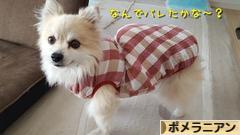 にほんブログ村 犬ブログ ポメラニアンへ