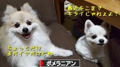 にほんブログ村 犬ブログ ポメラニアンへ