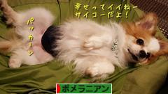 にほんブログ村 犬ブログ ポメラニアンへ