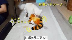 にほんブログ村 犬ブログ ポメラニアンへ
