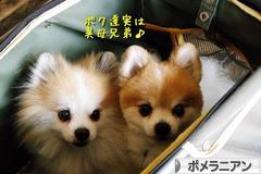 にほんブログ村 犬ブログ ポメラニアンへ