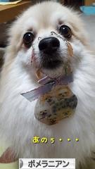 にほんブログ村 犬ブログ ポメラニアンへ