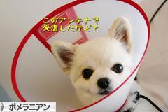 にほんブログ村 犬ブログ ポメラニアンへ