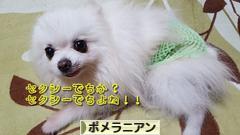 にほんブログ村 犬ブログ ポメラニアンへ