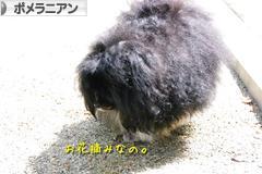 にほんブログ村 犬ブログ ポメラニアンへ