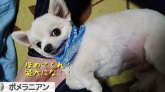 にほんブログ村 犬ブログ ポメラニアンへ
