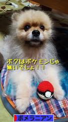 にほんブログ村 犬ブログ ポメラニアンへ