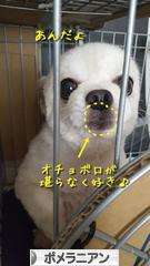 にほんブログ村 犬ブログ ポメラニアンへ
