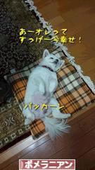 にほんブログ村 犬ブログ ポメラニアンへ