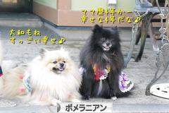 にほんブログ村 犬ブログ ポメラニアンへ
