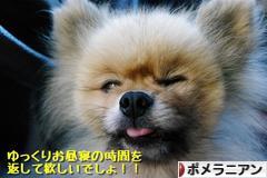 にほんブログ村 犬ブログ ポメラニアンへ
