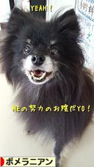 にほんブログ村 犬ブログ ポメラニアンへ