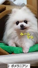 にほんブログ村 犬ブログ ポメラニアンへ