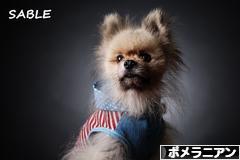 にほんブログ村 犬ブログ ポメラニアンへ