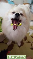 にほんブログ村 犬ブログ ポメラニアンへ