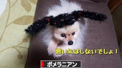 にほんブログ村 犬ブログ ポメラニアンへ