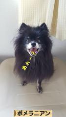 にほんブログ村 犬ブログ ポメラニアンへ