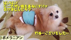 にほんブログ村 犬ブログ ポメラニアンへ