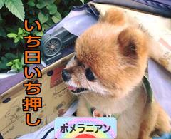 にほんブログ村 犬ブログ ポメラニアンへ