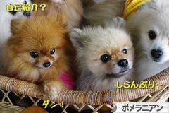 にほんブログ村 犬ブログ ポメラニアンへ
