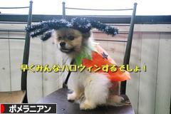 にほんブログ村 犬ブログ ポメラニアンへ