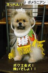 にほんブログ村 犬ブログ ポメラニアンへ