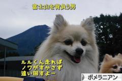 にほんブログ村 犬ブログ ポメラニアンへ
