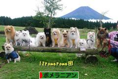 にほんブログ村 犬ブログ ポメラニアンへ