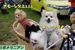 にほんブログ村 犬ブログ ポメラニアンへ