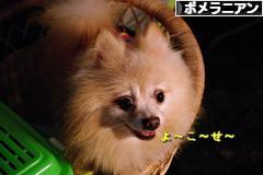 にほんブログ村 犬ブログ ポメラニアンへ