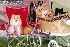 にほんブログ村 犬ブログ ポメラニアンへ