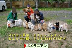 にほんブログ村 犬ブログ ポメラニアンへ