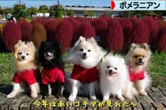 にほんブログ村 犬ブログ ポメラニアンへ