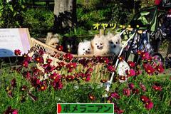にほんブログ村 犬ブログ ポメラニアンへ