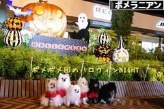 にほんブログ村 犬ブログ ポメラニアンへ