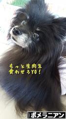 にほんブログ村 犬ブログ ポメラニアンへ