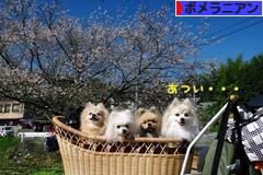 にほんブログ村 犬ブログ ポメラニアンへ