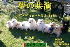 にほんブログ村 犬ブログ ポメラニアンへ