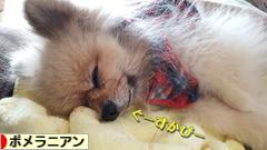 にほんブログ村 犬ブログ ポメラニアンへ