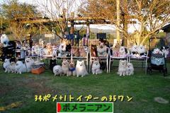 にほんブログ村 犬ブログ ポメラニアンへ
