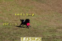 にほんブログ村 犬ブログ ポメラニアンへ