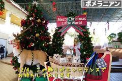 にほんブログ村 犬ブログ ポメラニアンへ