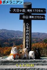 にほんブログ村 犬ブログ ポメラニアンへ