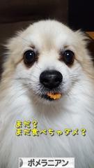 にほんブログ村 犬ブログ ポメラニアンへ
