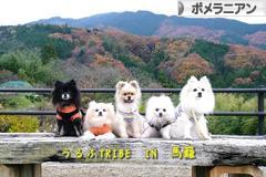 にほんブログ村 犬ブログ ポメラニアンへ